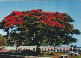 FRANCE,GUADELOUPE,GWADLOU P,ANTILLES,outre Mer Français,les Amériques,printemps,route Ancienne,fleur Tropicale - Saint Barthelemy