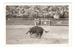 Photo : Corrida : Gros Plan : Toréo Plantant Des Bandrilles " Union Taurine Roussillonnaise" Lieu à Déterminé - Andere & Zonder Classificatie