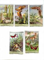 Lot 5 Cartes - Mariposas