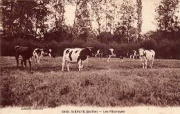 VIBRAYE   -   Les Pâturages  (vaches) - Vibraye