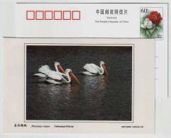 Dalmatian Pelican,China 2002 Dongtan Rare Bird Postal Stationery Card - Pelicans