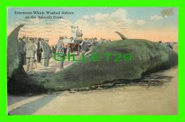 ATLANTIC CITY, NJ - ENORMOUS WHALE WASHED ASHORE - TRAVEL IN 1917 - PUB. BY POST CARD DISTRIBUTING CO - - Atlantic City