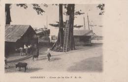 KONAKRY GUINEE ( COUR DE LA CITE F A O ) - Guinée Française