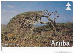 Aruba, ARU-O-14c, Divi Divi Tree II, 2 Scans. Control: 602C - Aruba