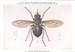 21771 Musée Royal Histoire Naturelle Belgique -N°8 Dessin De Vuyst 49- Glossina Palpalis Mouche - Insects