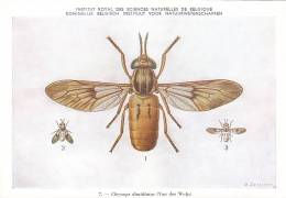 21772 Musée Royal Histoire Naturelle Belgique -N°7 Dessin De Vuyst 49- Chrysops Dimidiatus Mouche - Insects