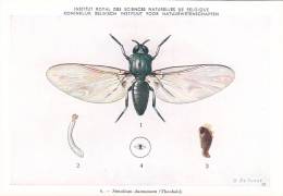 21774 Musée Royal Histoire Naturelle Belgique -N°6 Dessin De Vuyst 49- Simulium Damnosum Mouche - Insects