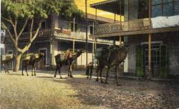 Ismailia Rue Negrelli 1905 Postcard - Ismailia