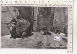 PO8012B# SVIZZERA - BERNA - ZOO - FAMIGLIA DI ORSI - BEARS  No VG - Bears