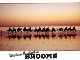 (111) Australia - WA - Broome With Camel - Broome