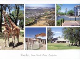 (111) Australia - NSW - Dubbo With Giraffe - Dubbo