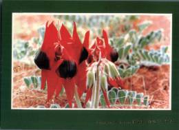 (701) Australia - SA - Kapunda (Sturt Desert Pea Flowers) - Autres & Non Classés