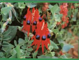 (701) Australia - NSW - Broken Hill (Sturt Desert Pea Flowers) - Otros & Sin Clasificación