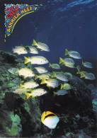 School Of Reef Fish, Great Barrier Reef, Queensland - Peer PCO 467 Unused - Great Barrier Reef