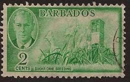 BARBADOS 1950 2c Sugar Cane U SG 272 RA126 - Barbades (...-1966)