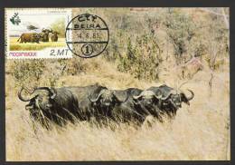 Mozambique Buffle Carte Maximum 1981 Buffalo Maxicard Moçambique - Gibier