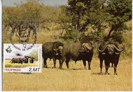 Mozambique Buffle Carte Maximum 1981 Buffalo Maxicard Moçambique - Gibier