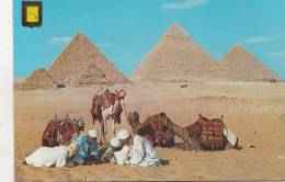 BR15551 Giza Kheops Khephren Chameaux Camel    2 Scans - Gizeh