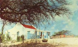 Aruba Cunucu House With Famous Divi-divi Tree - Other & Unclassified