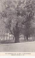 West Virginia Berkeley Springs Washington Elm Albertype - Andere & Zonder Classificatie