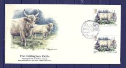 ENGELAND, 06/03/1984 The Welsh Black Cattle - EDINBURGH  (GA8833) - Vaches