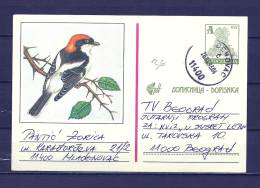 STOCJIABMJA, 26/04/1993 Dopisnica  (GA8844) - Albatro & Uccelli Marini