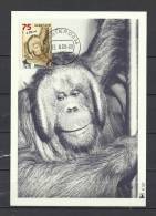 NEDERLAND, 22/03/1988 Amsterdam  (GA8913) - Chimpanzees