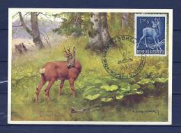 ÖSTERREICH, 04/09/1959 Winter U Sommersport - KITZBUHEL (GA8946) - Animalez De Caza