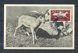 DUITSLAND, 14/12/1956 Tierpark - FRIEDRICHSFELDE  (GA8947) - Animalez De Caza