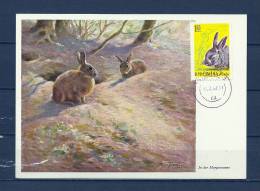 ROMINA, 15/02/1952 Postkaart - SIBIU (GA9025) - Conejos