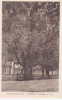 West Virginia Berkeley Springs Washington Elm Albertype - Other & Unclassified