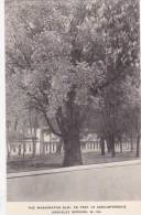 West Virginia Berkeley Springs The Washington Elm Albertype - Andere & Zonder Classificatie