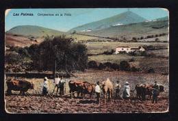 E2-05 LAS PALMAS CAMPESINOS EN LA TRILLA - La Palma