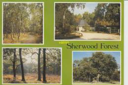 Sherwood Forest - Sonstige & Ohne Zuordnung
