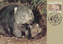 COMMON,1992 CM,MAXICARD,CARTES MAXIMUM,AUSTRALIA. - Rodents