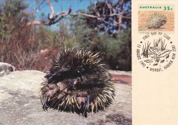 HEDGEDOG, ECHIDNA 1992,CM,MAXI CARD,CARTES MAXIMUM AUSTRALIA - Rongeurs