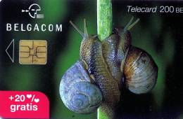 TELECARTE BELGIQUE... GASTEROPODE...(ESCARGOT)  TRES.RARE!!!! .... VOIR SCANNER DOS BLANC - Autres & Non Classés