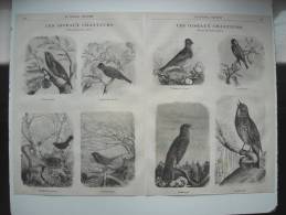 GRAVURE 1873. LES OISEAUX CHANTEURS. LA FAUVETTE GRISE. L’ALOUETTE DES CHAMPS. LE CHARDONNERET. LA PETITE GRIVE......... - Prints & Engravings