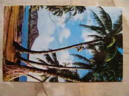 USA -  Hawaii -Tree Climber -  Waikiki  -Coconut Tree    D97948 - Other & Unclassified