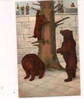 13 / 2 /   217  -  OURS DANS LEUR FOSSE - Bears