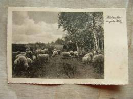 Heiderauber In Guter Huth  -sheep   D98139 - Lüneburger Heide