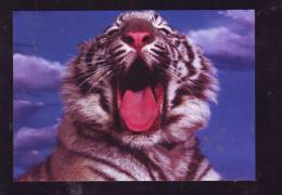 TIGERS CPI - Tigres