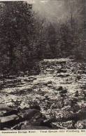 Maryland Frostburg Headwaters Savage River Trout Stream Albertype - Altri & Non Classificati