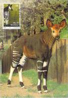 BELGIQUE CARTE MAXIMUM   NUM.YVERT  2486 FAUNE ANIMAUX OKAPI - 1991-2000