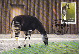 BELGIQUE CARTE MAXIMUM   NUM.YVERT  2486 FAUNE ANIMAUX OKAPI - 1991-2000