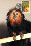 BELGIQUE CARTE MAXIMUM   NUM.YVERT  2487  FAUNE ANIMAUX  SINGE TAMARIN - 1991-2000