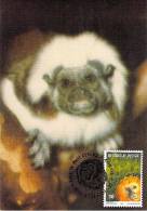 BELGIQUE CARTE MAXIMUM   NUM.YVERT  2487  FAUNE ANIMAUX  SINGE TAMARIN - 1991-2000