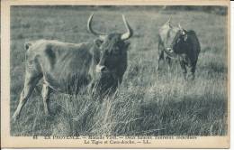 MANADE VIRET  2 FAMEUX TAUREAUX COCARDIERS  LE TIGRE ET CARA- ANCHE - Tauri