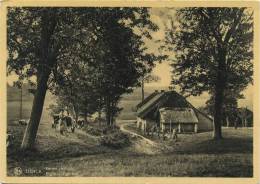 Genck :   Ferme Rustique   (    Groot Formaat )   Koeien  -  Vache - Genk