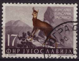 Goat Antelope / Chamois (Rupicapra Rupicapra) - 1950's Yugoslavia - Used - Gibier